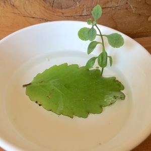 CONVERSE ALL STAR北村