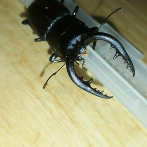 昆虫採集～夜のフィーバータイム