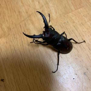 レアキャラ誕生