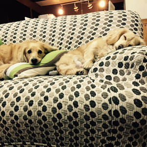 愛犬の誕生日　/　見学会