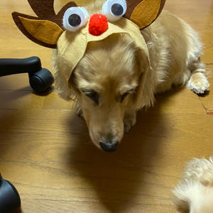 ハロウィン　/　見学会