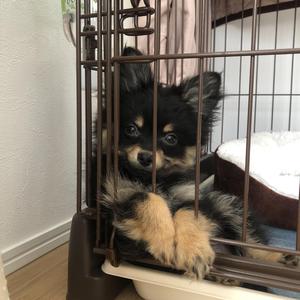 我が家にわんこが来ました！