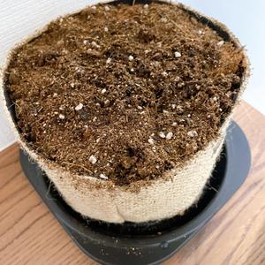 ミニトマトの成長　/　別海町見学会のお知らせ　/　人気の平屋住宅が完成