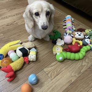 ペット／大掃除準備／イベント案内【平屋相談会】