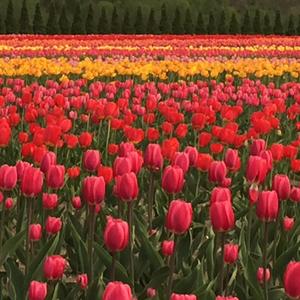 美幌町にて完成見学会行います♪/新築/フリー来場/大人かわいい